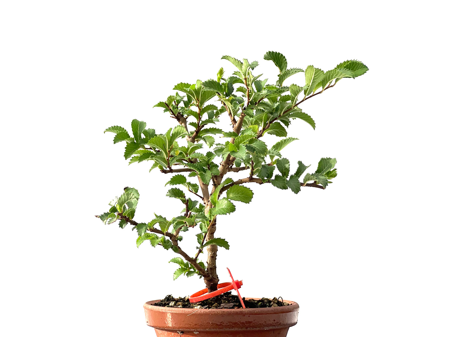 Olmo Nire Keyaki 2449