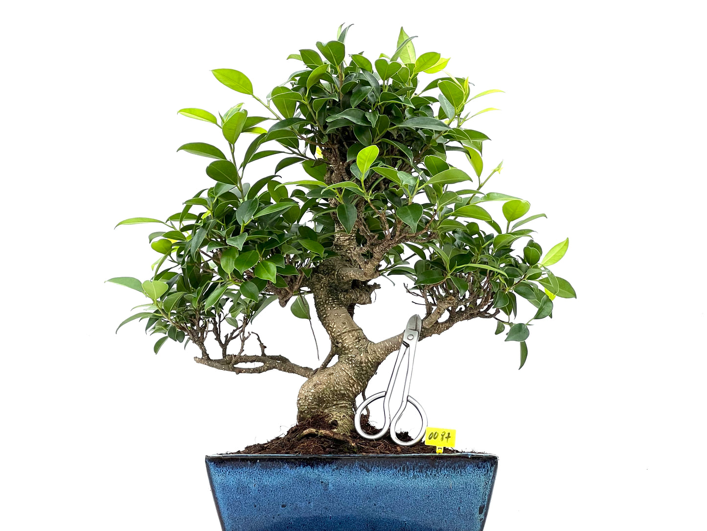 Ficus Tiger Bark 0087