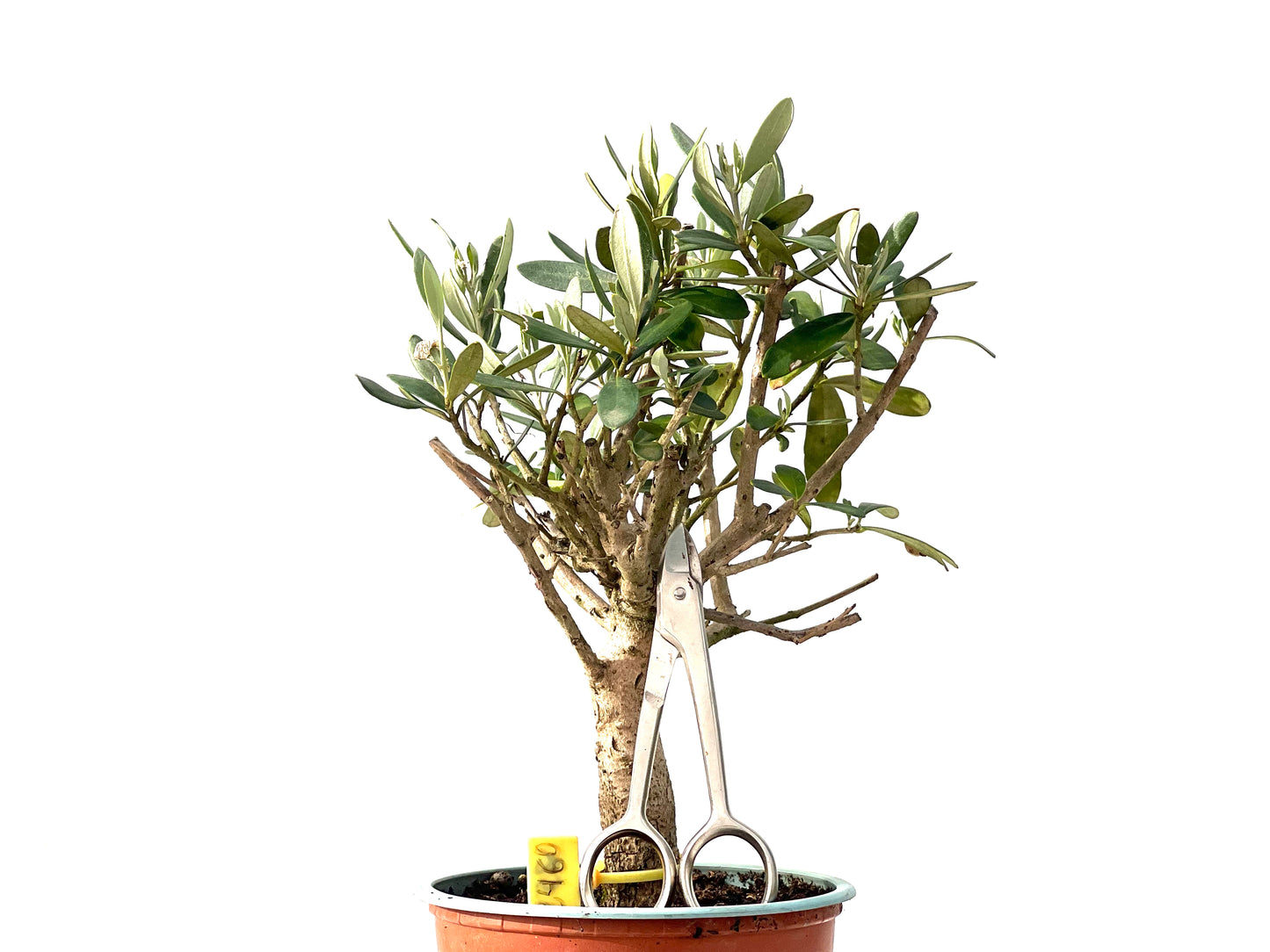 Olea Europaea 2460