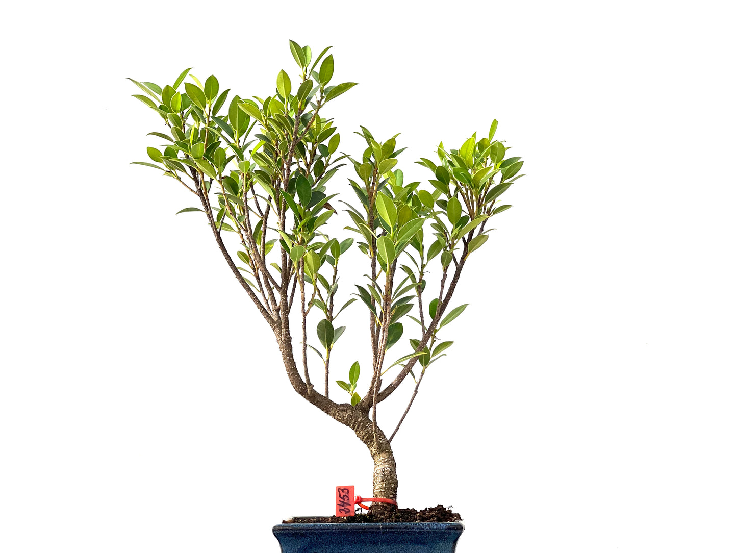 Ficus Tiger Bark 2453