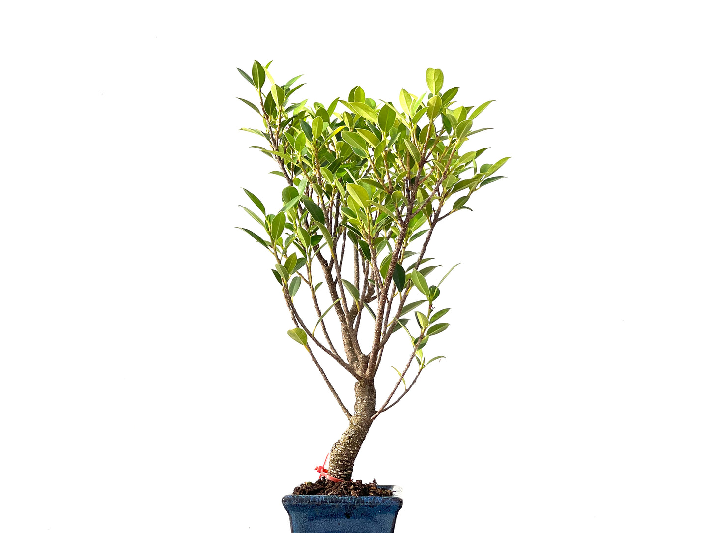 Ficus Tiger Bark 2453