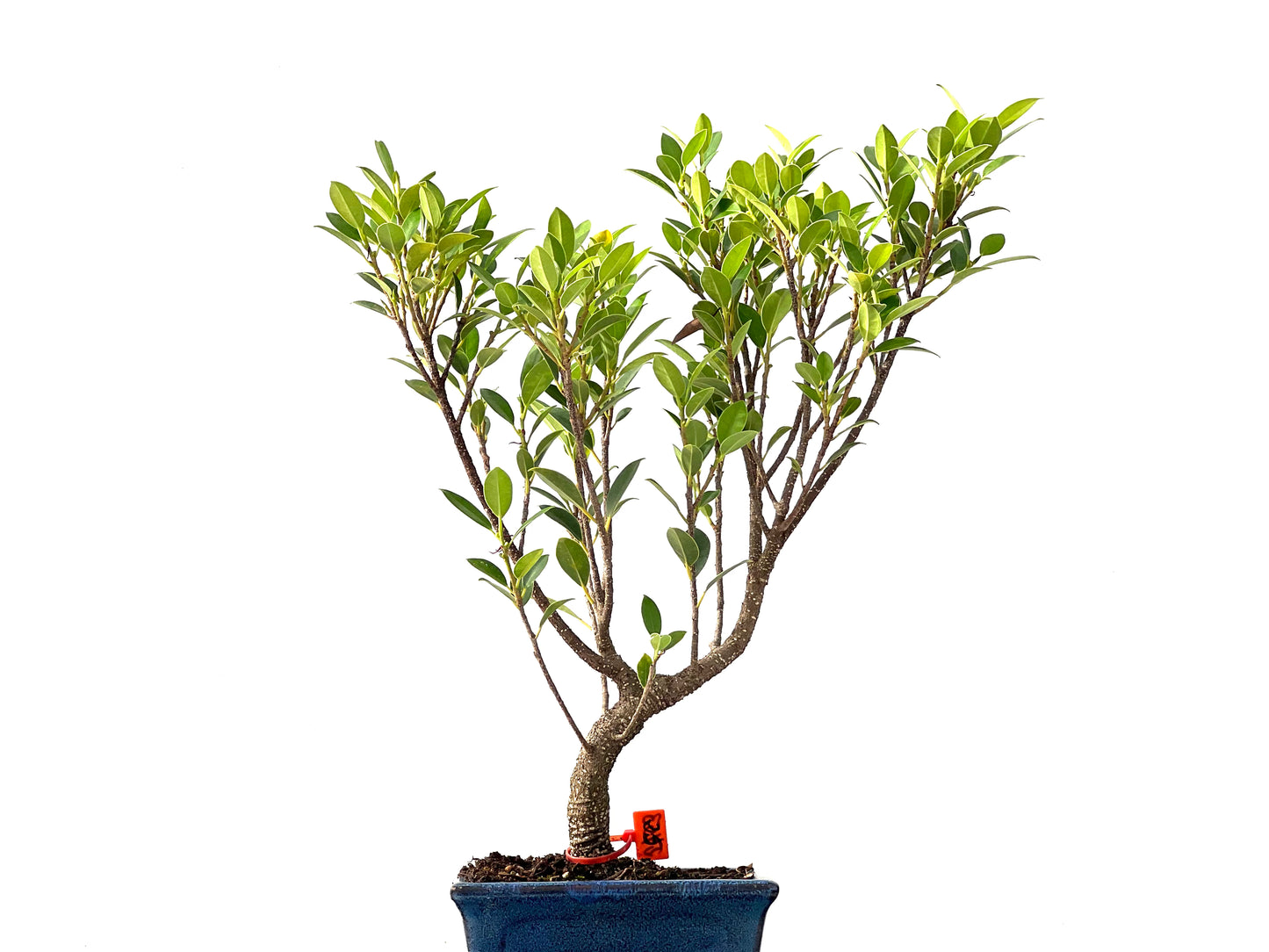 Ficus Tiger Bark 2453