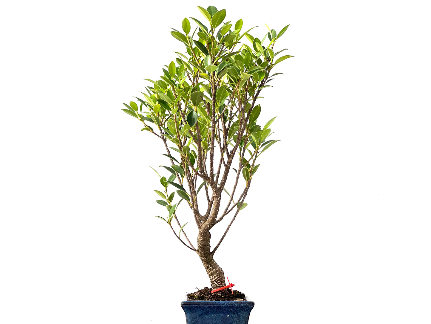Ficus Tiger Bark 2453