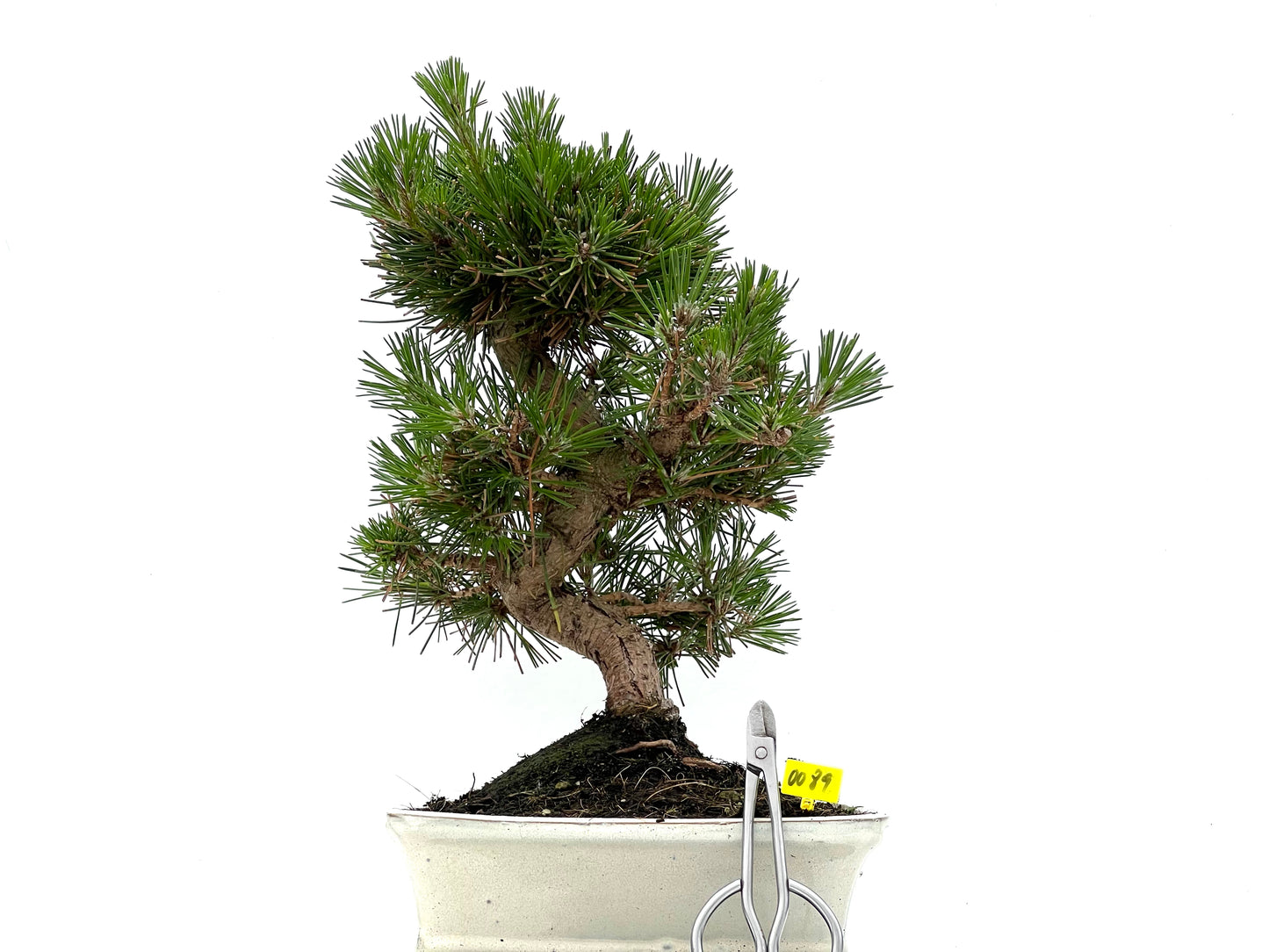 Pinus Thunbergii 0089