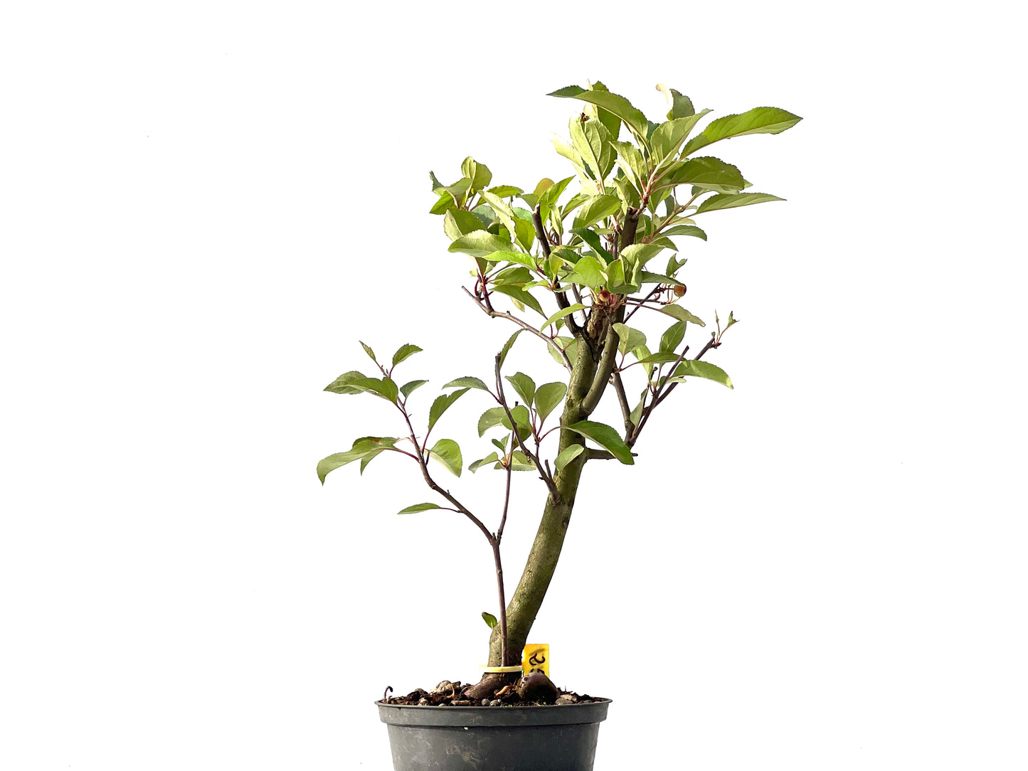 Malus Floribunda 2451