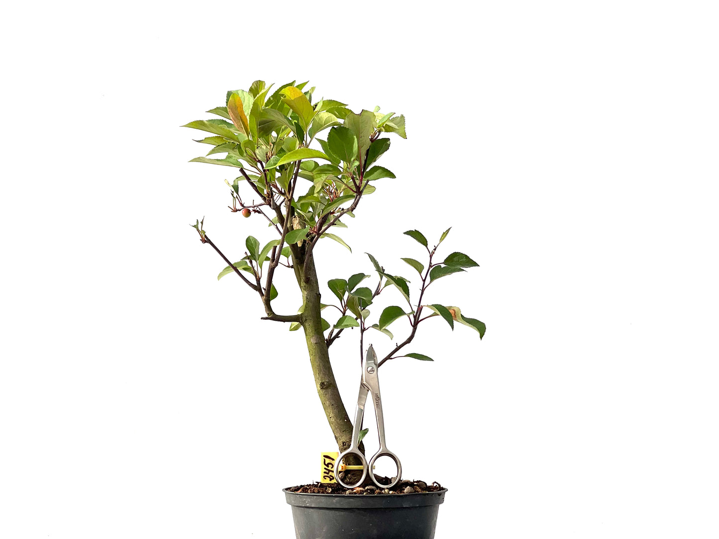 Malus Floribunda 2451