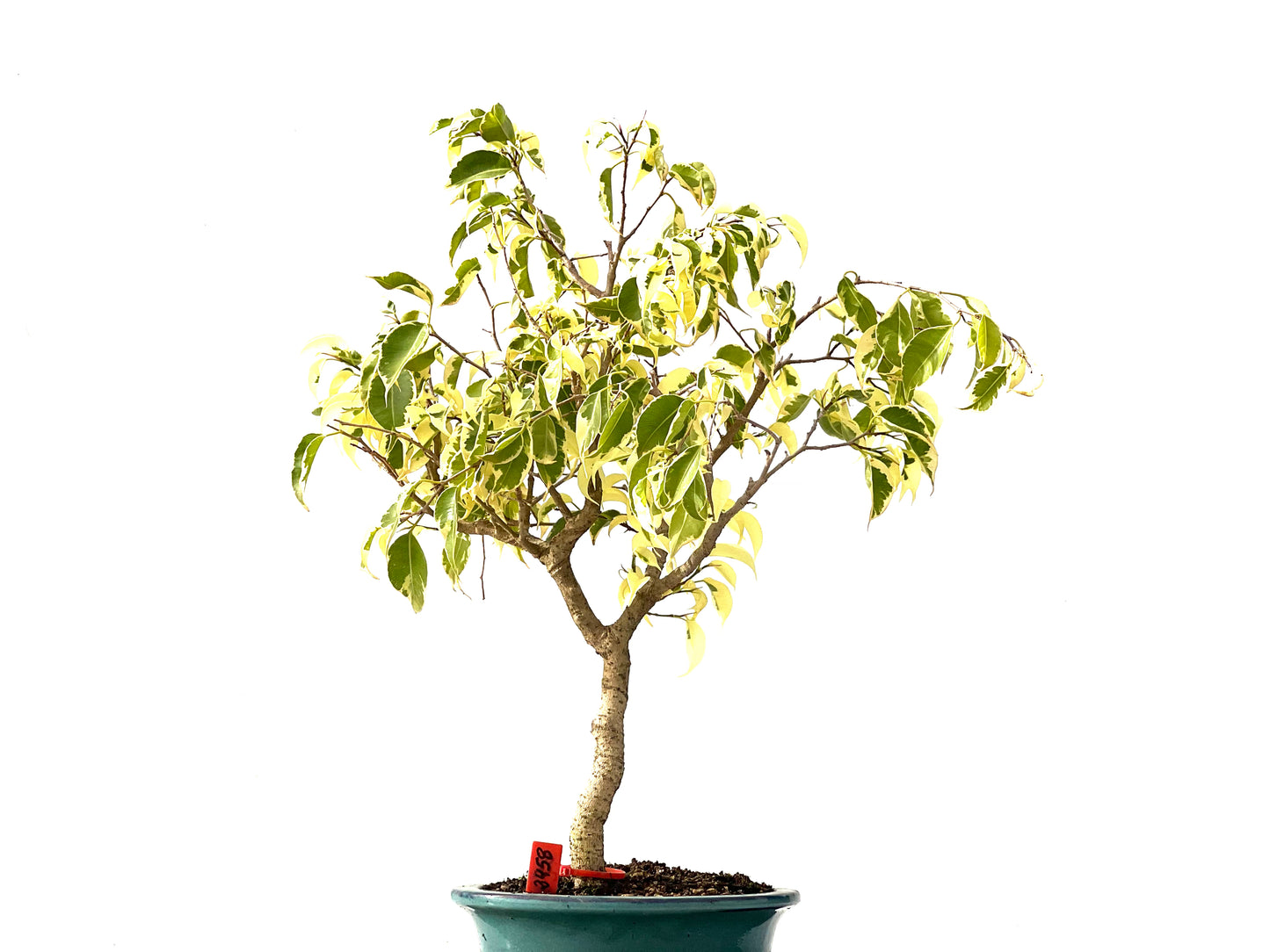 Ficus Benjamina Variegada 2458