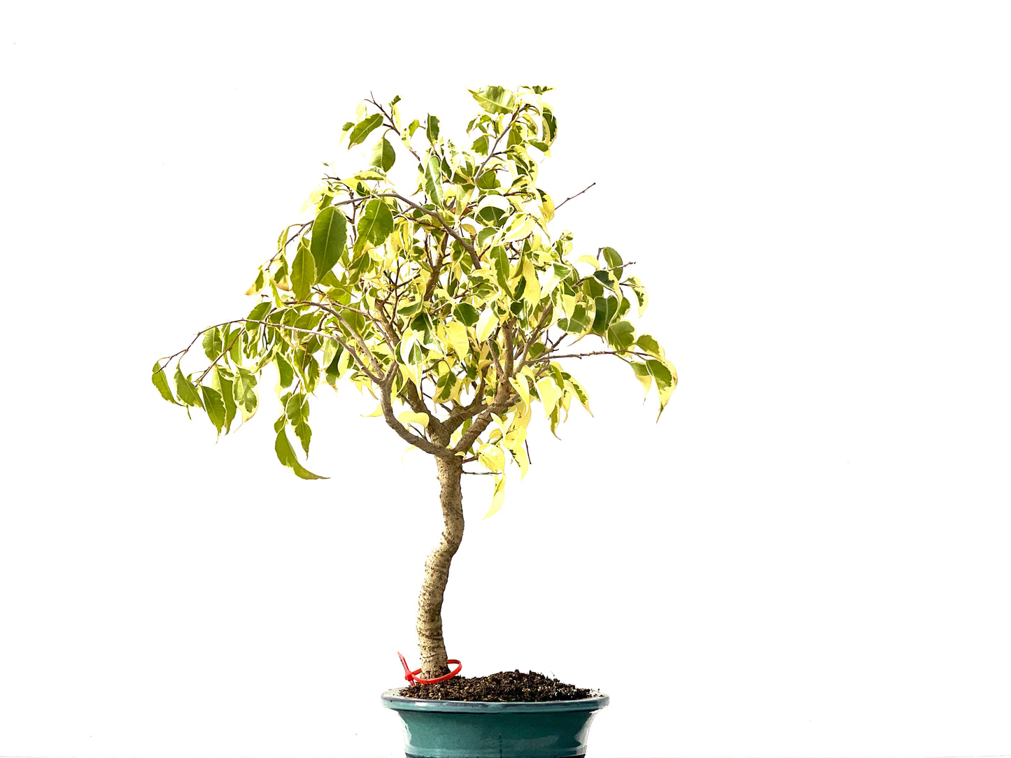 Ficus Benjamina Variegada 2458