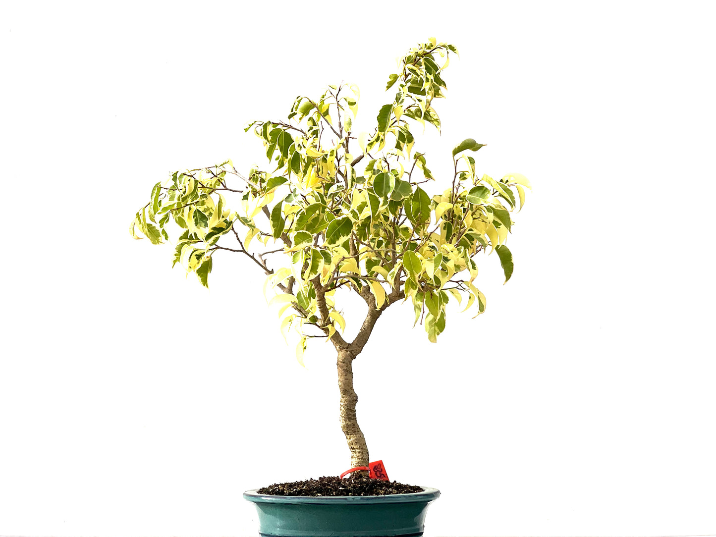 Ficus Benjamina Variegada 2458