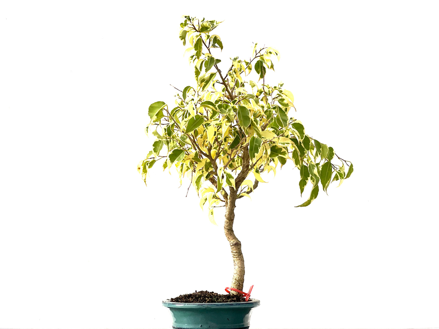 Ficus Benjamina Variegada 2458