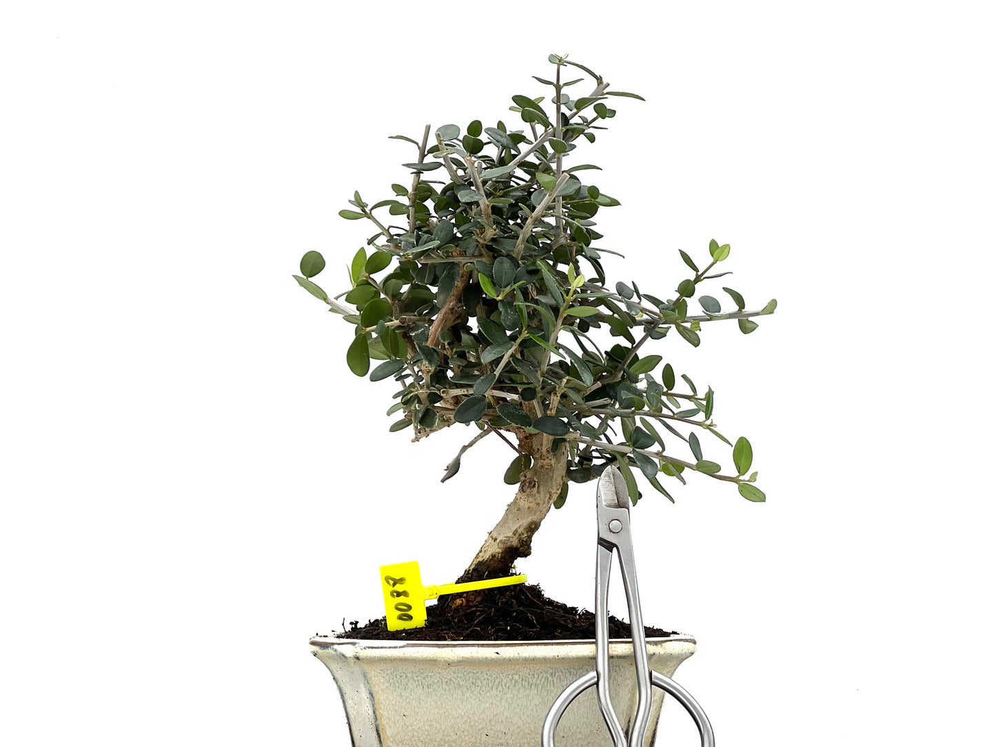 Olea Europaea Sylvestris 0088