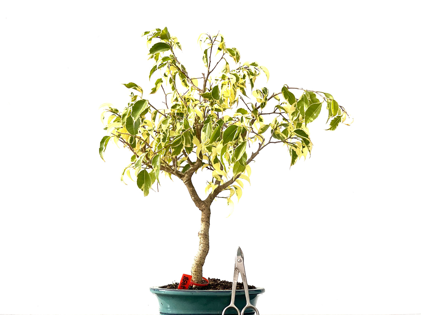 Ficus Benjamina Variegada 2458
