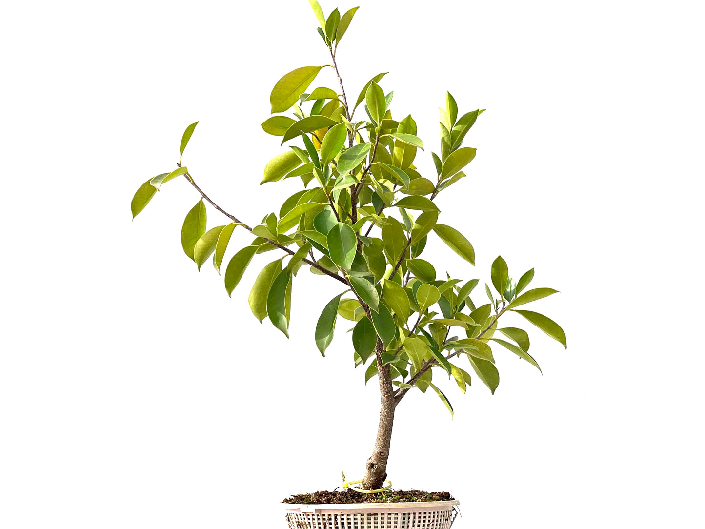 Ficus Retusa 2448