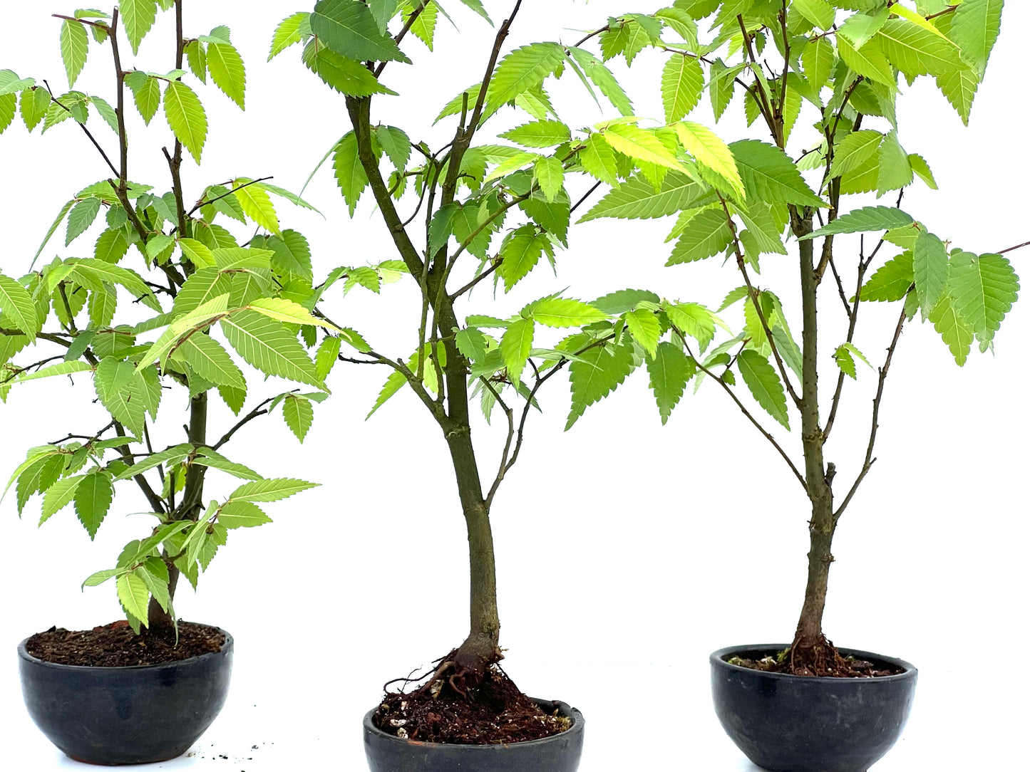 Zelkova Serrata 8 cm (aleatorio)