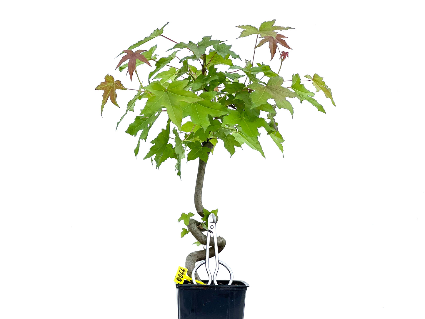Liquidambar 0066