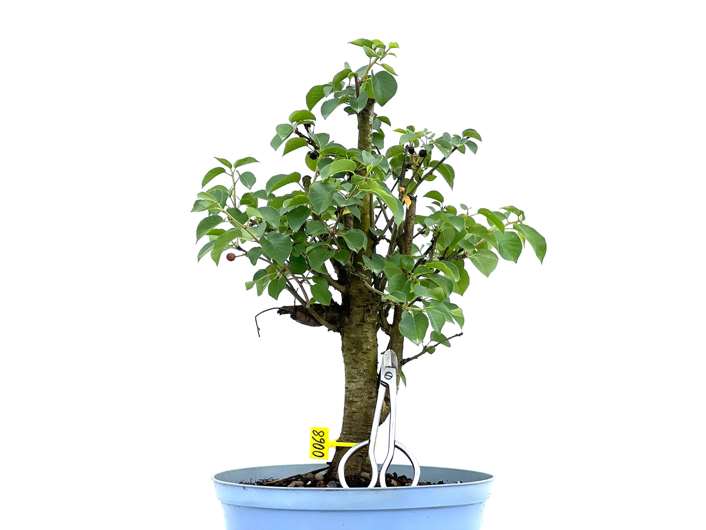Prunus Mahaleb 0068