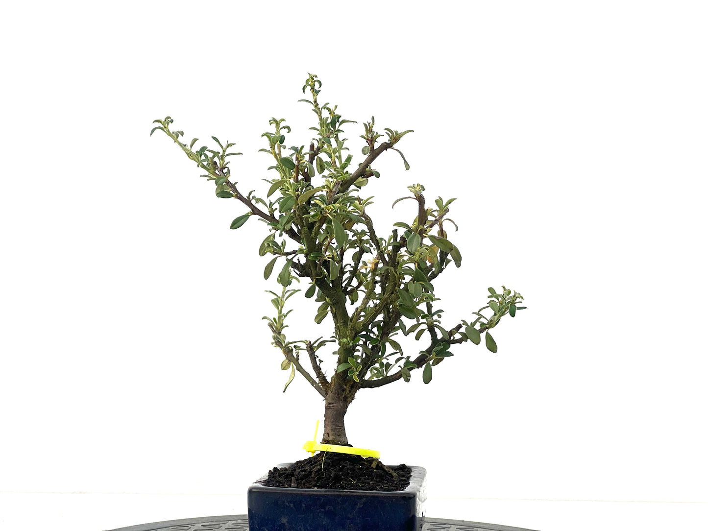 Cotoneaster Microphylla 2481