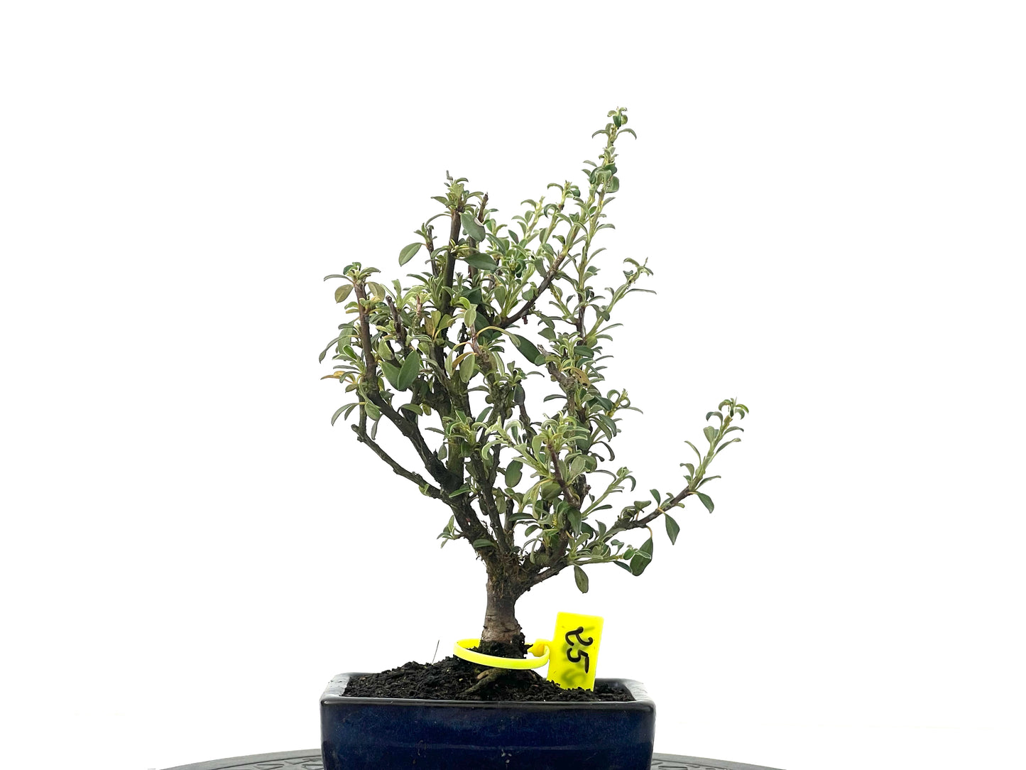Cotoneaster Microphylla 2481