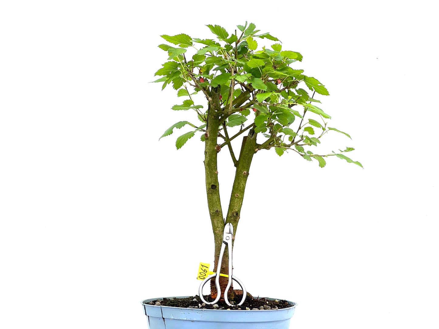 Morus Alba 0061