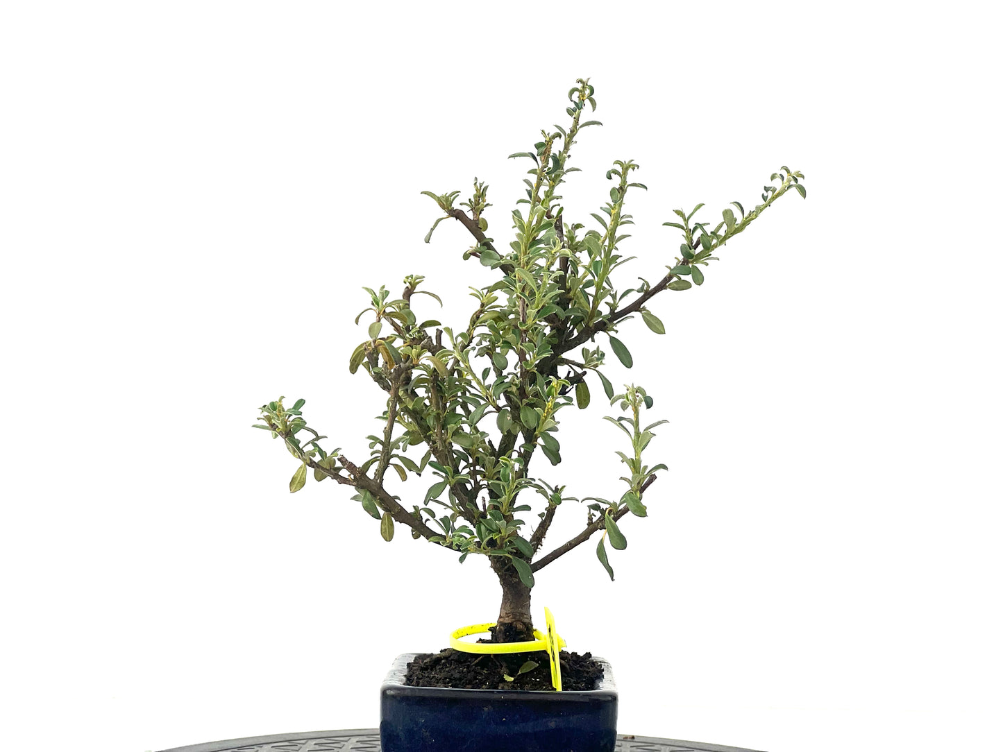 Cotoneaster Microphylla 2481