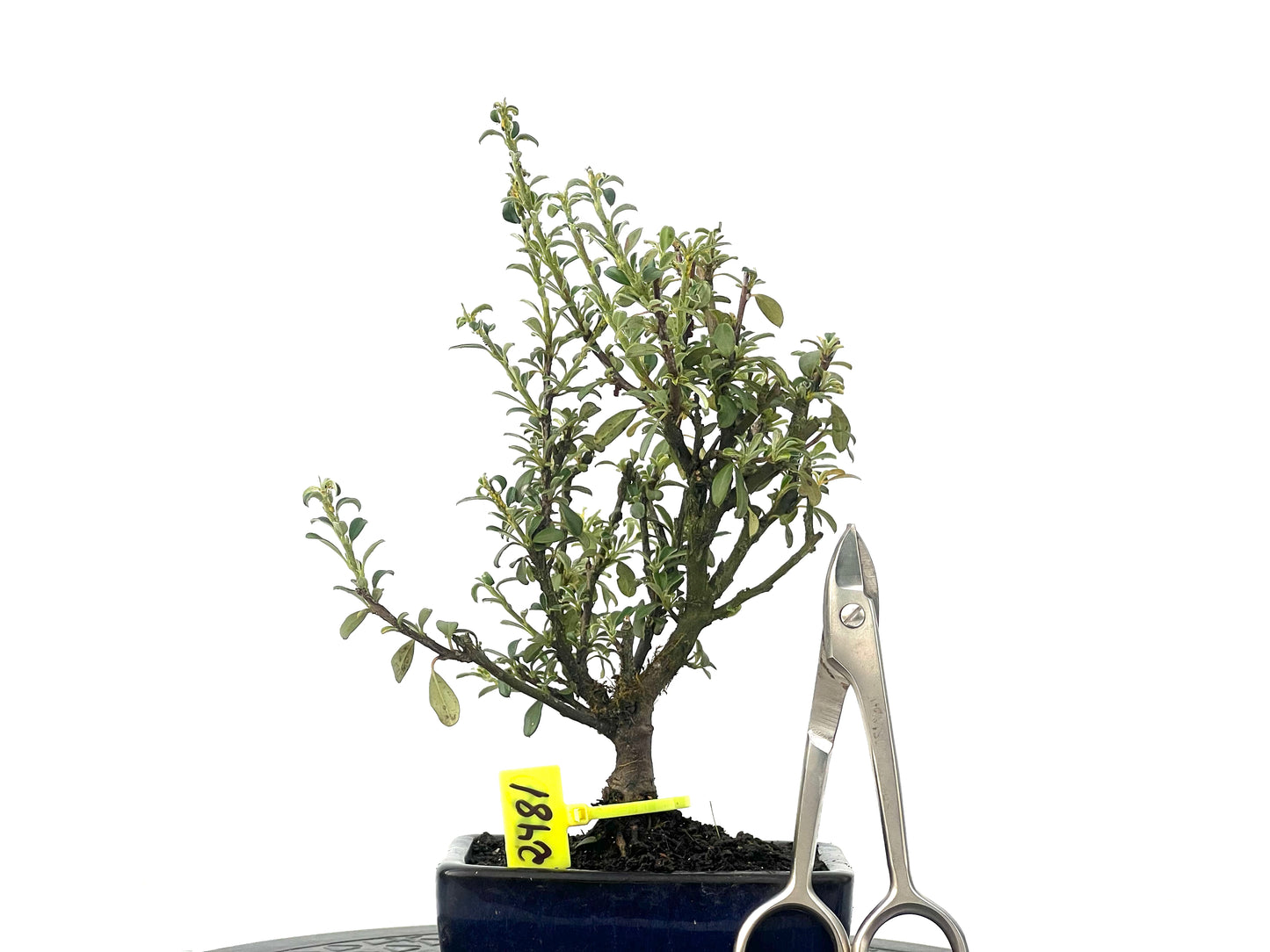 Cotoneaster Microphylla 2481