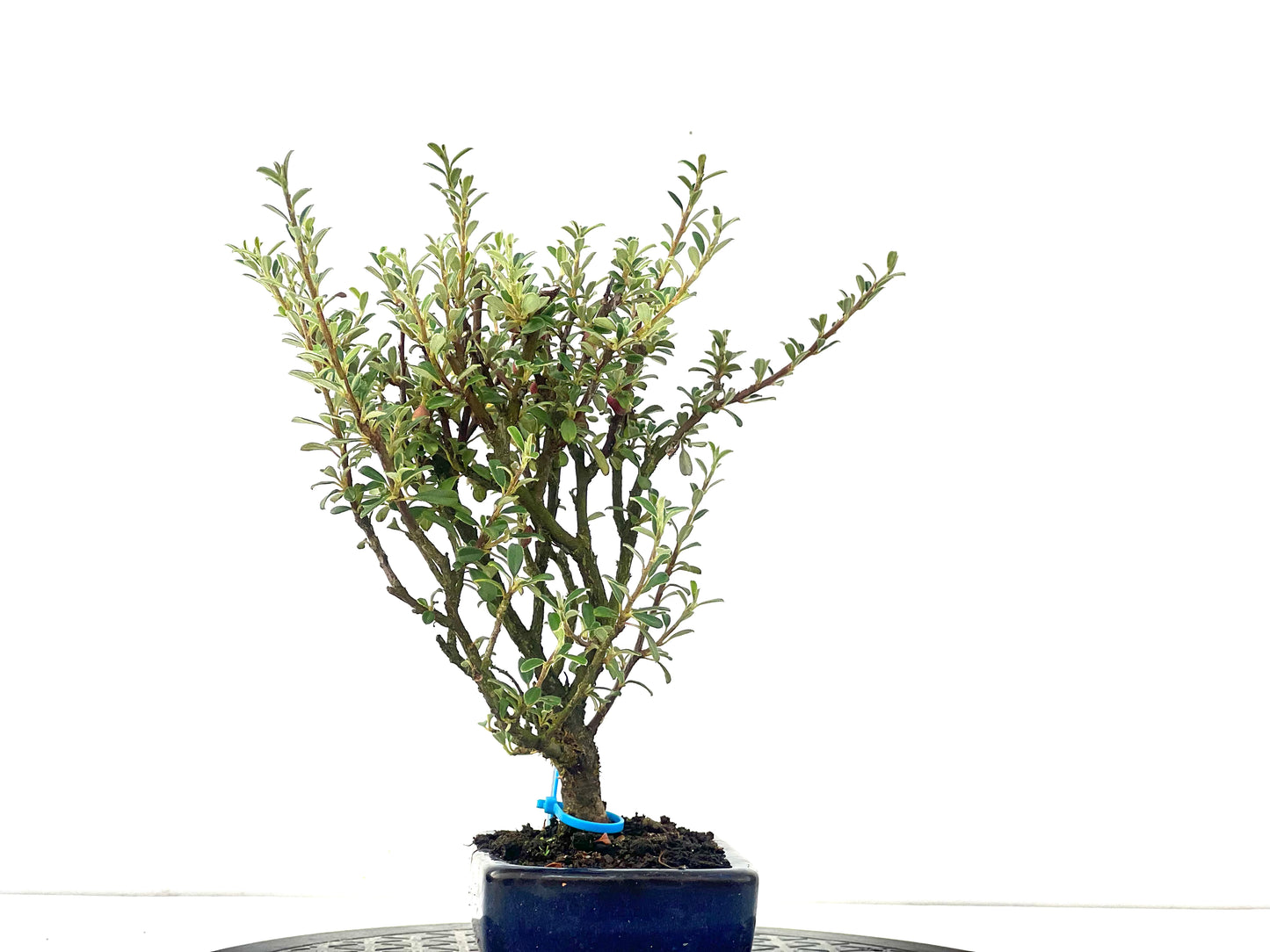 Cotoneaster Microphylla 2482