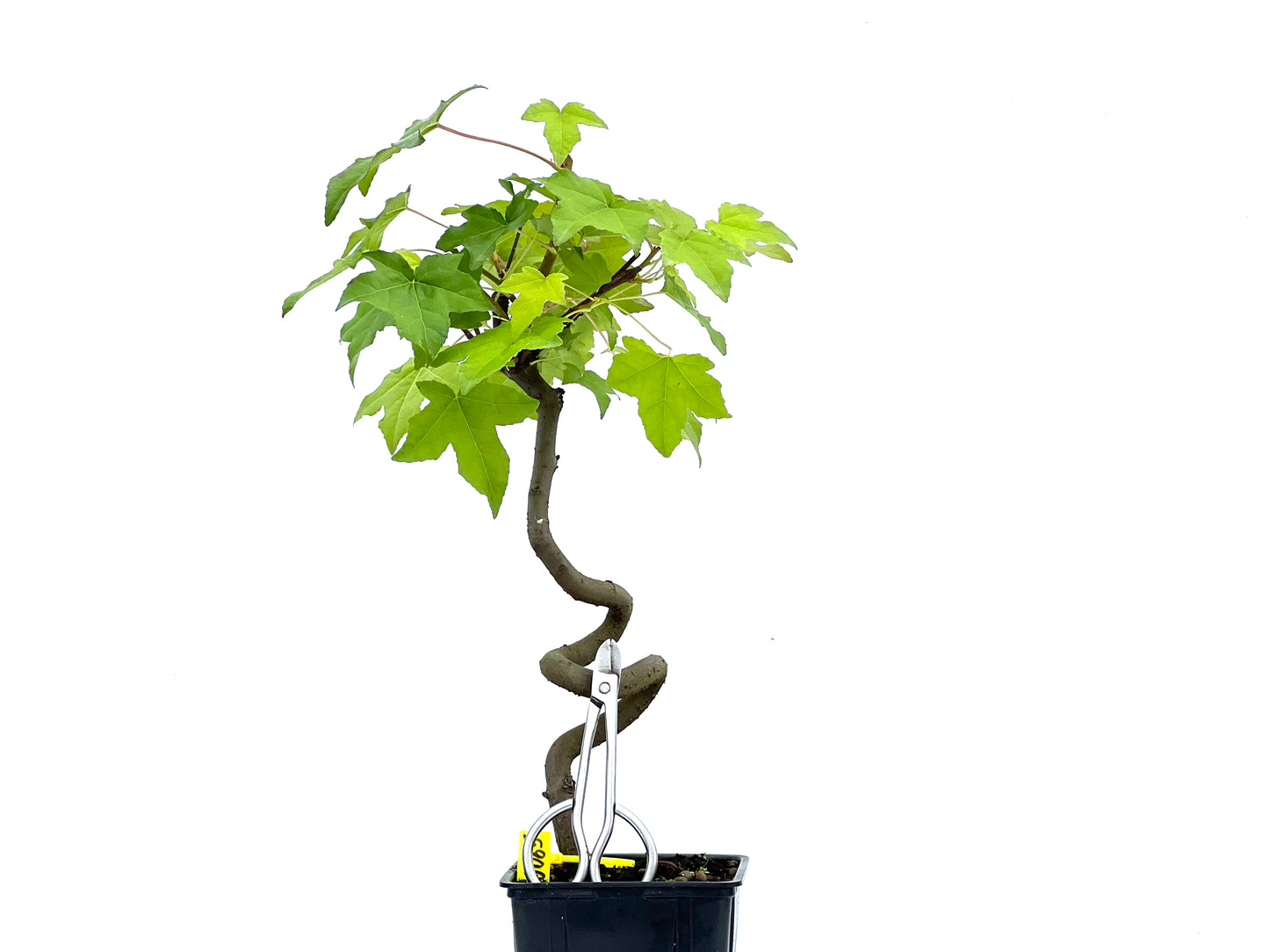Liquidambar 0065