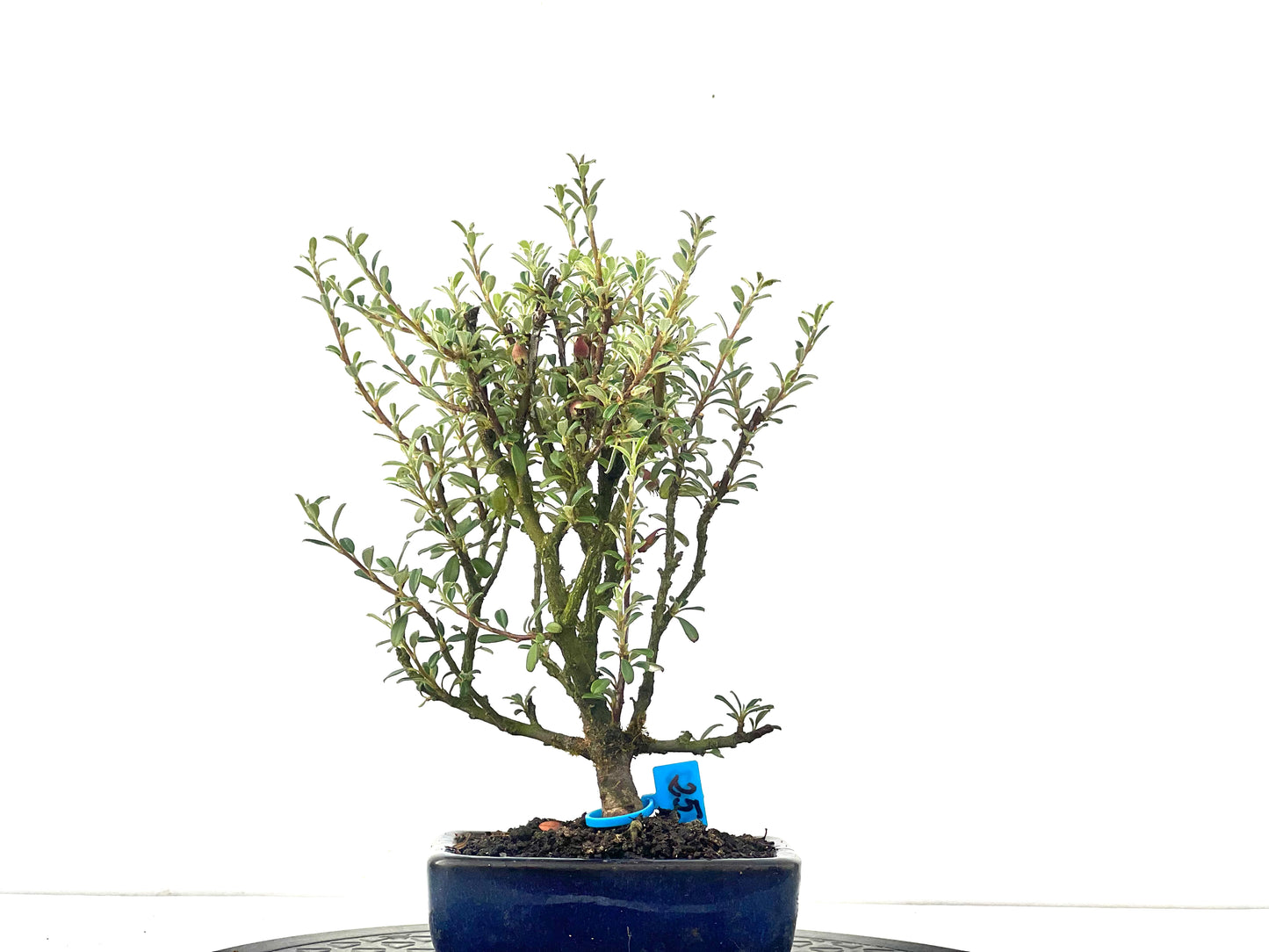 Cotoneaster Microphylla 2482