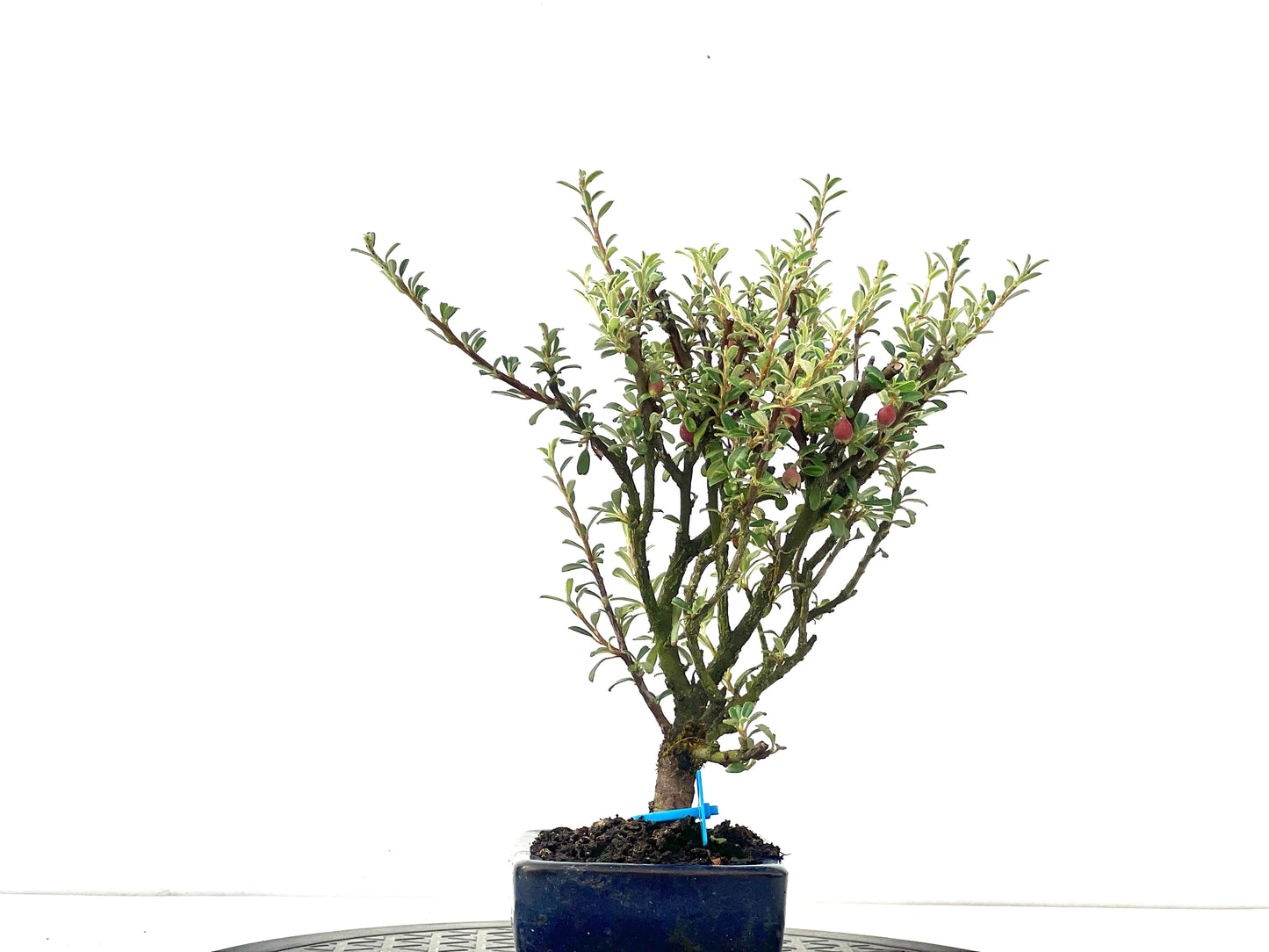 Cotoneaster Microphylla 2482
