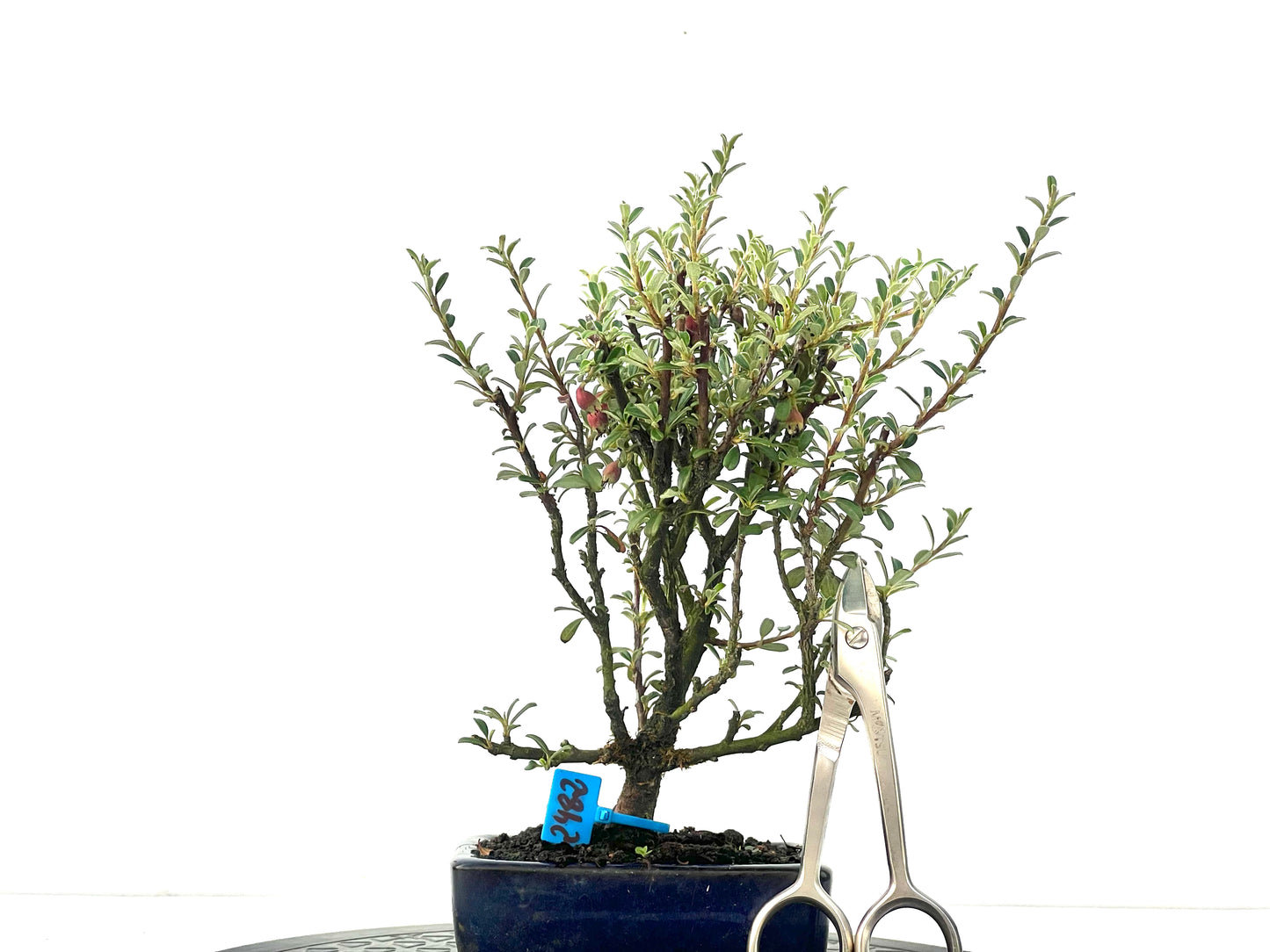 Cotoneaster Microphylla 2482