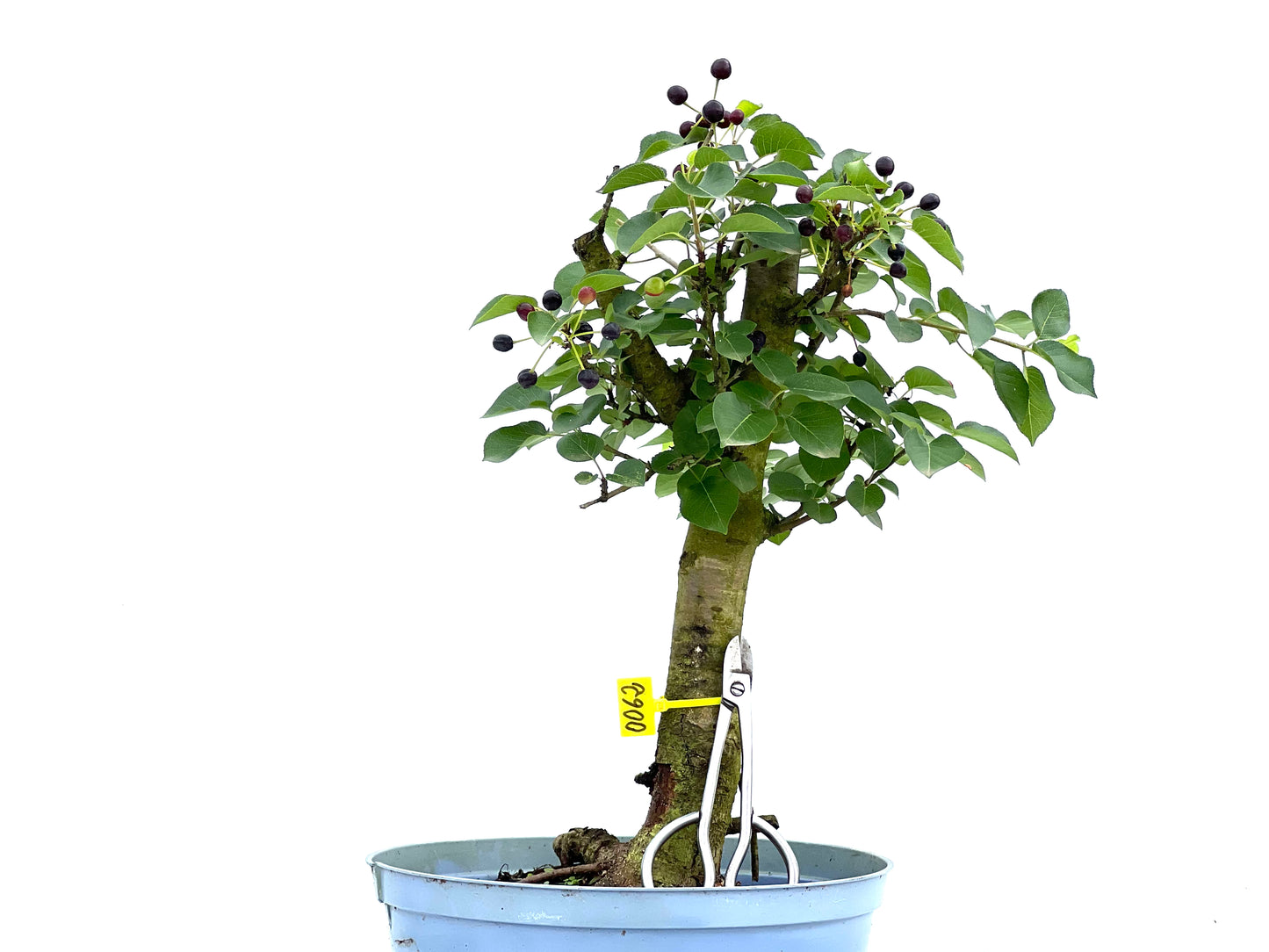 Prunus Mahaleb 0062
