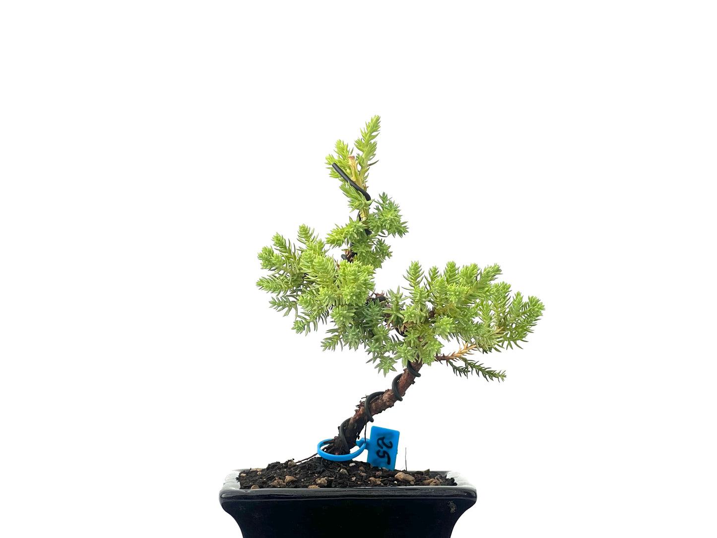 Juniperus Procumbens Nana 2479
