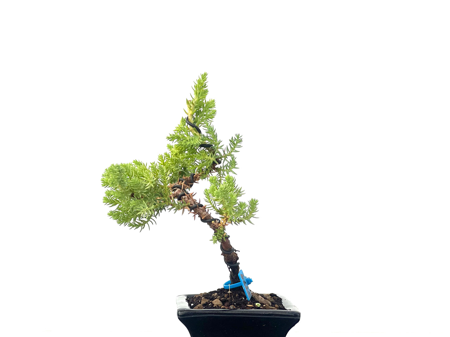Juniperus Procumbens Nana 2479