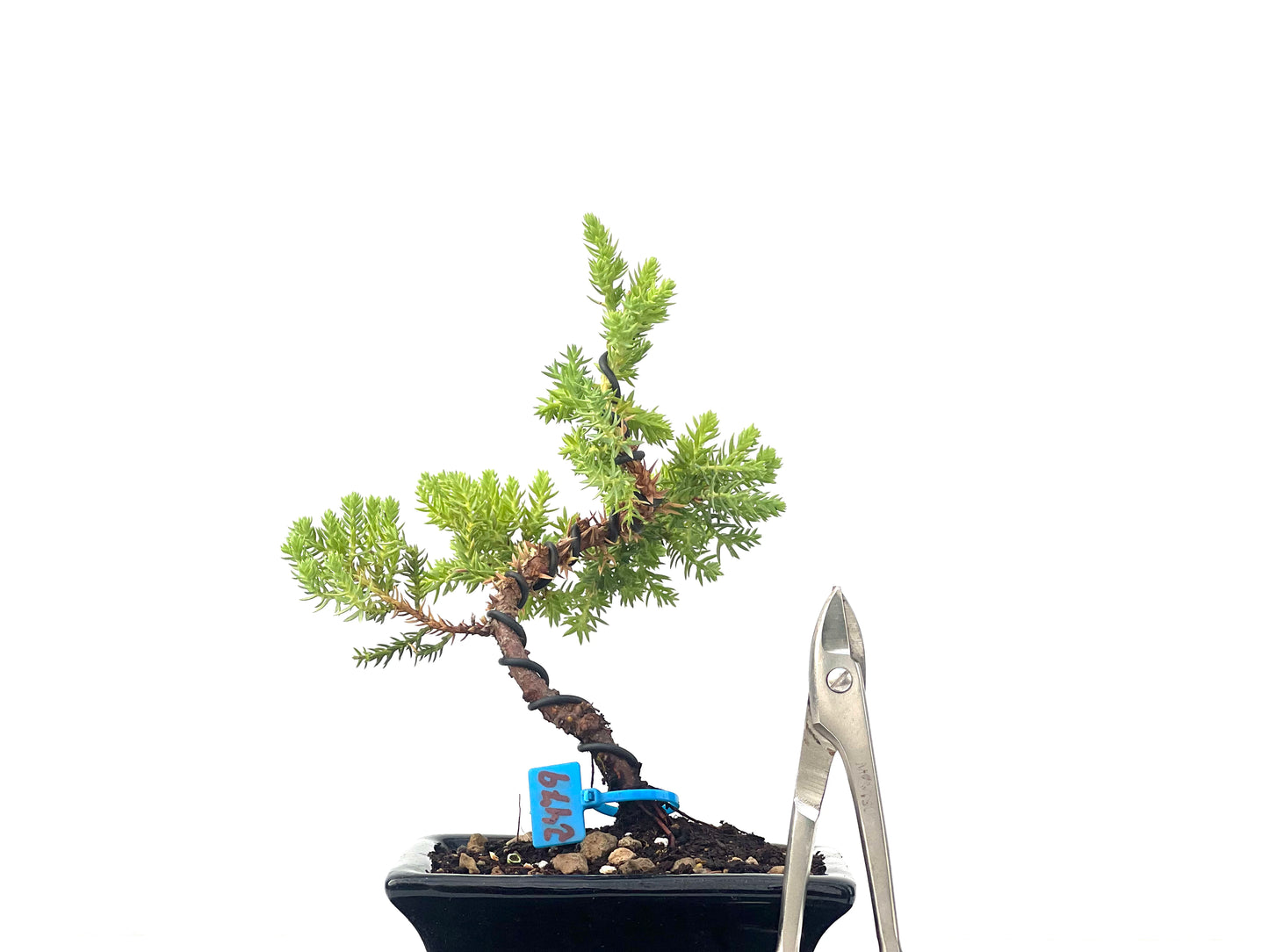 Juniperus Procumbens Nana 2479