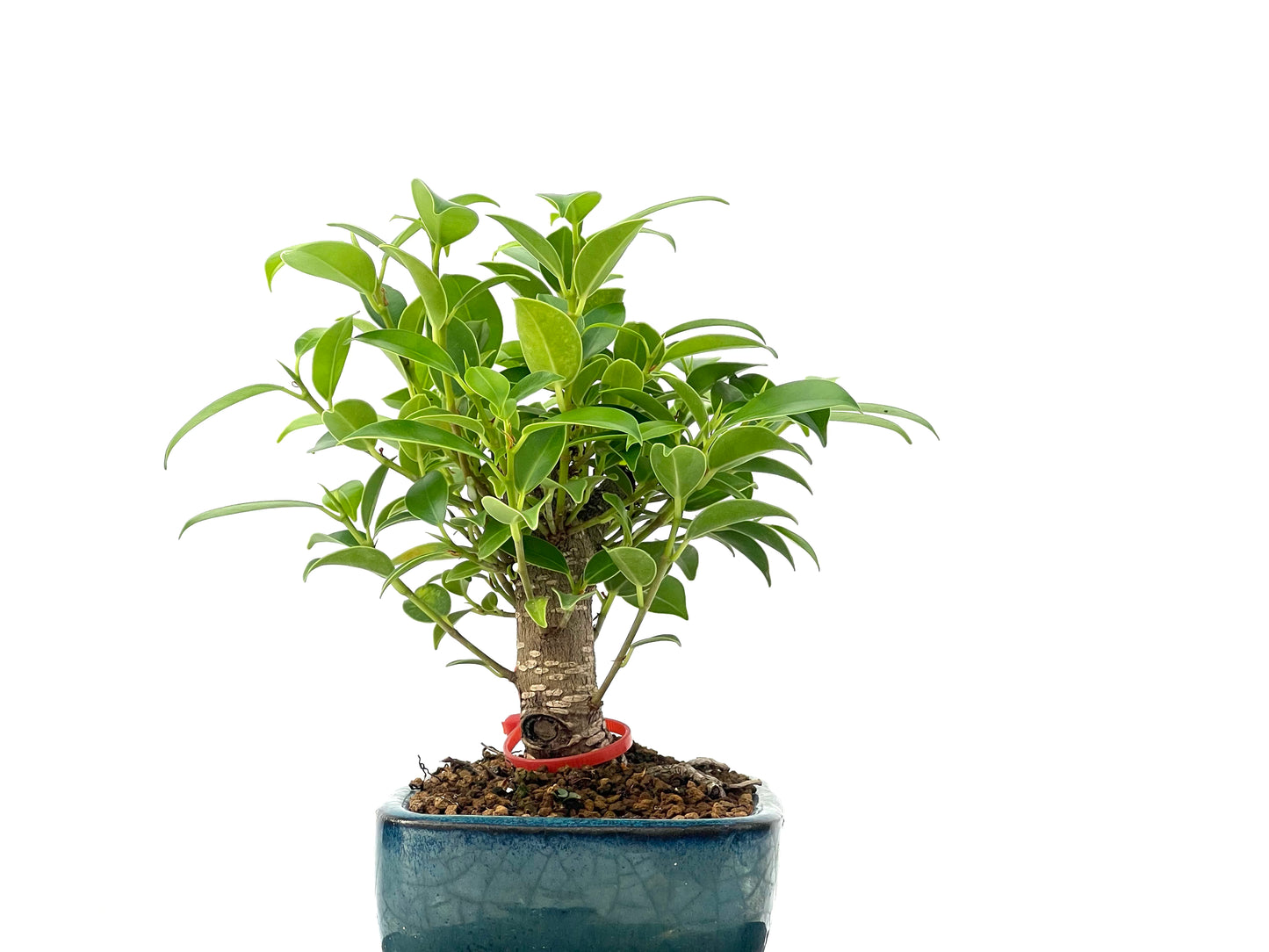 Ficus Tiger Bark 2464
