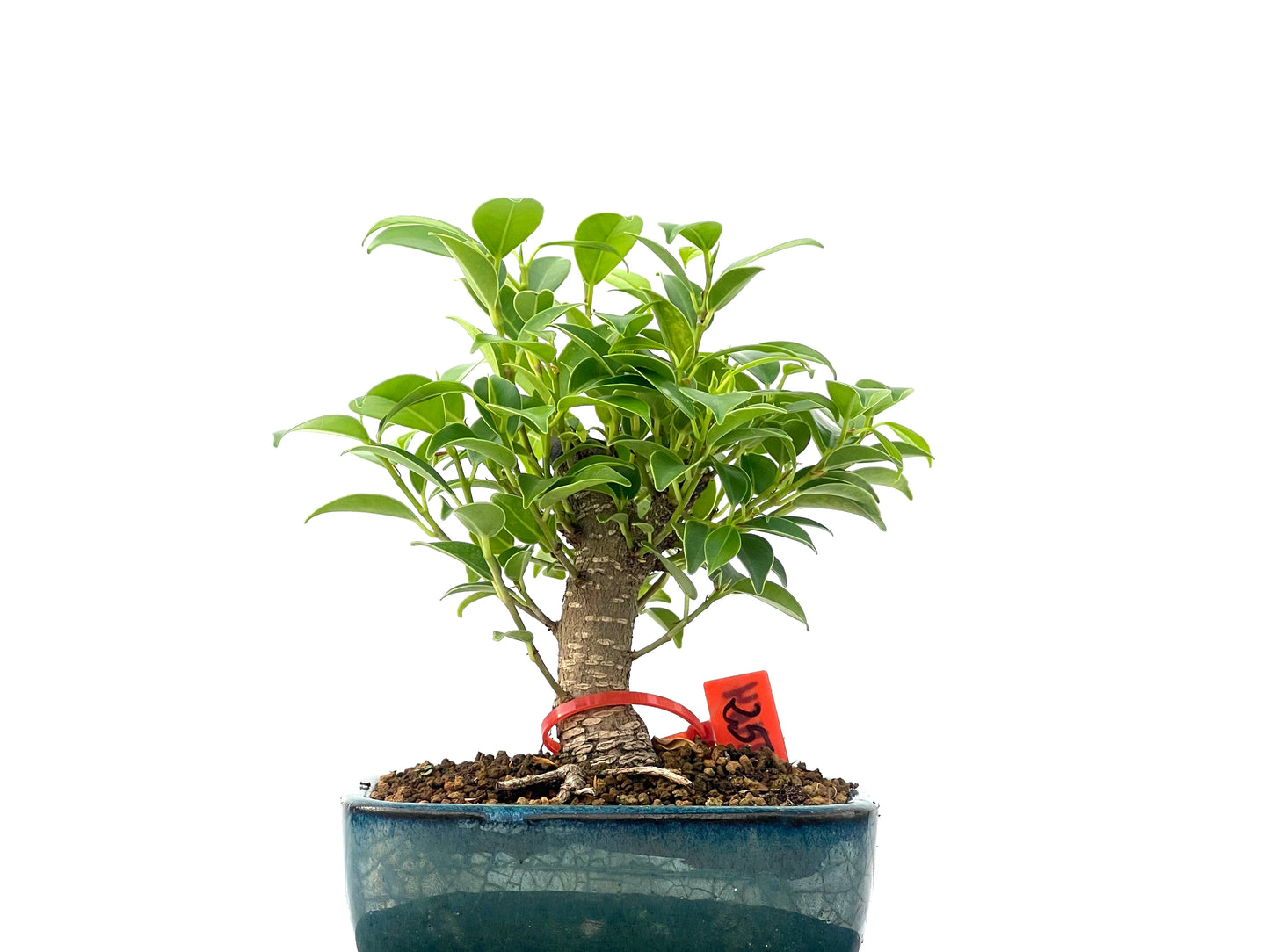 Ficus Tiger Bark 2464