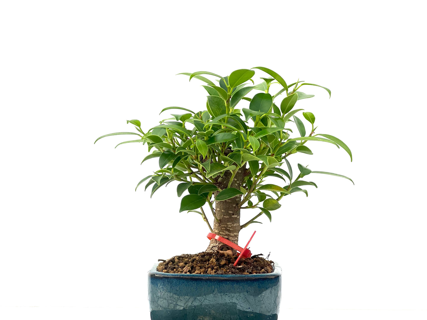 Ficus Tiger Bark 2464