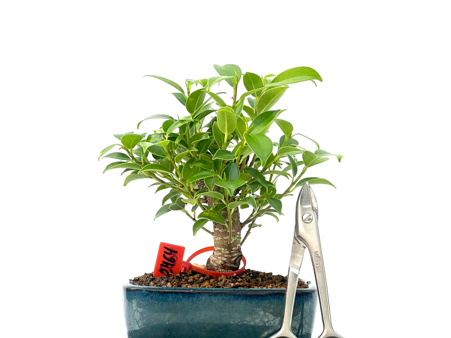 Ficus Tiger Bark 2464