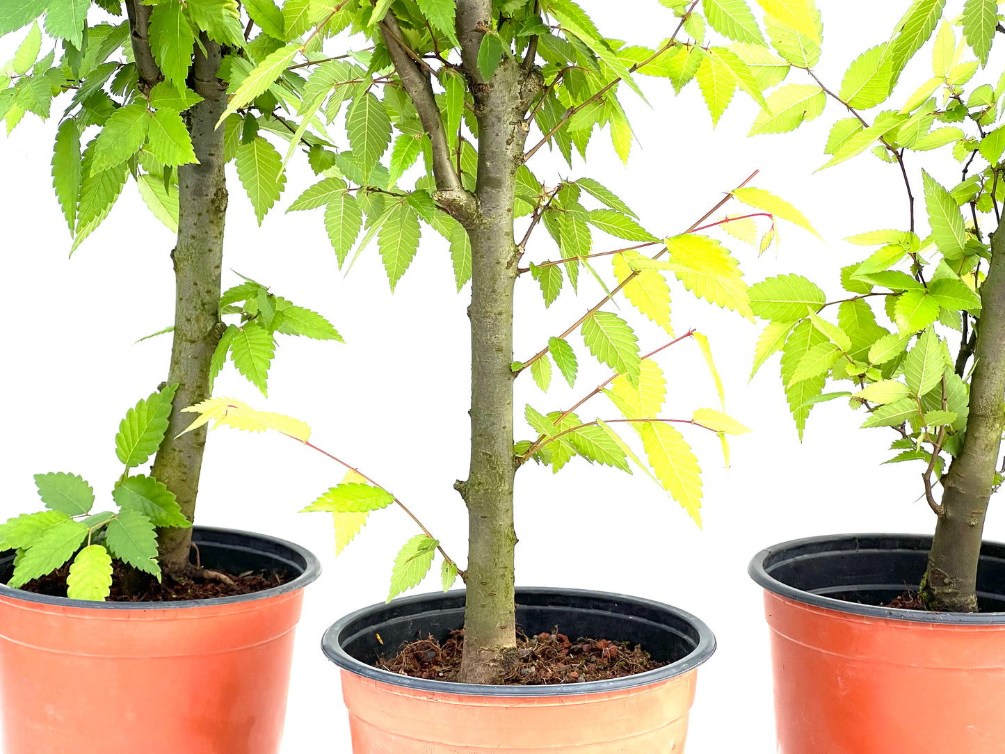 Zelkova Serrata 15 cm (aleatorio)