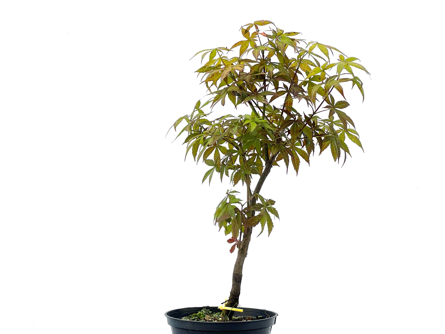 Arce Palmatum Atropurpureum 2465