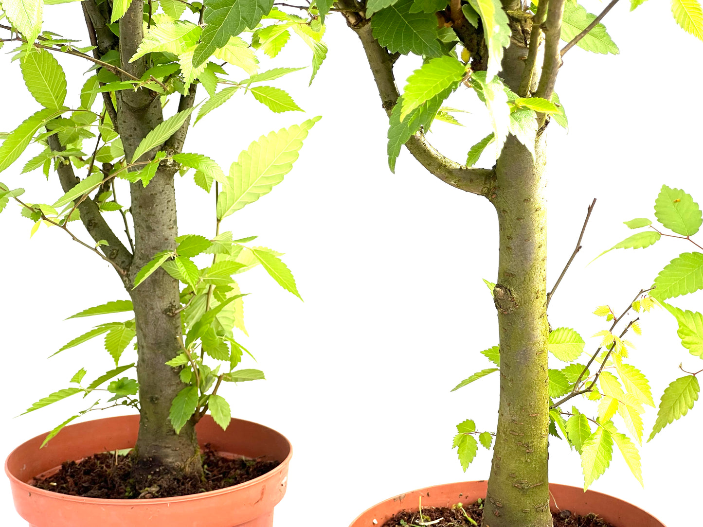 Zelkova Serrata 17 cm (aleatorio)