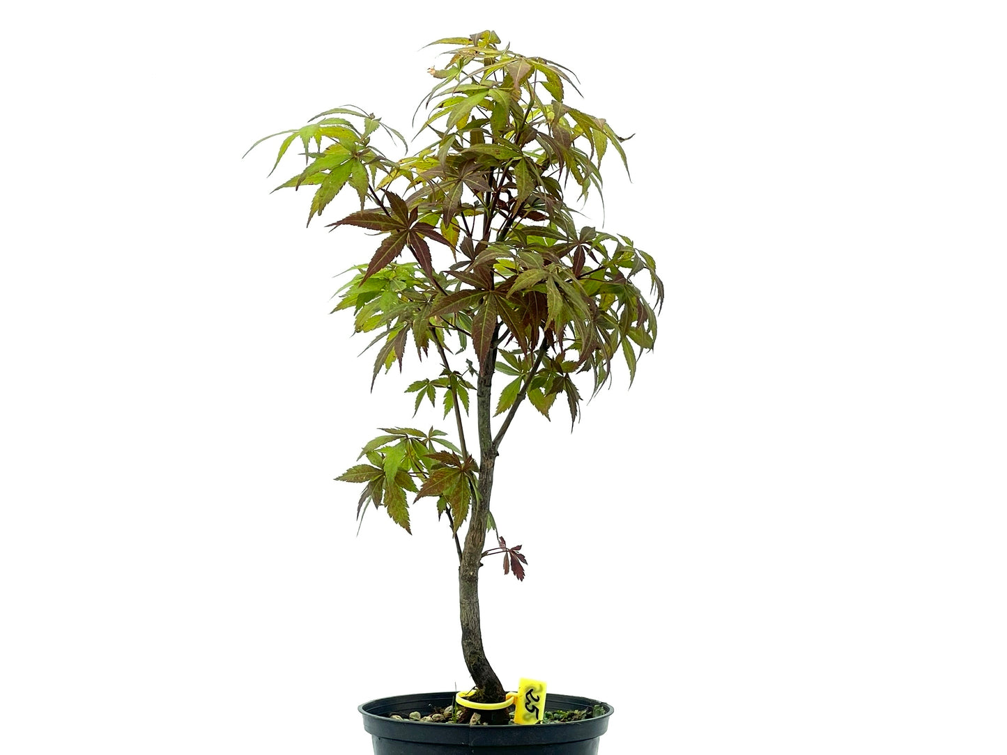 Arce Palmatum Atropurpureum 2465