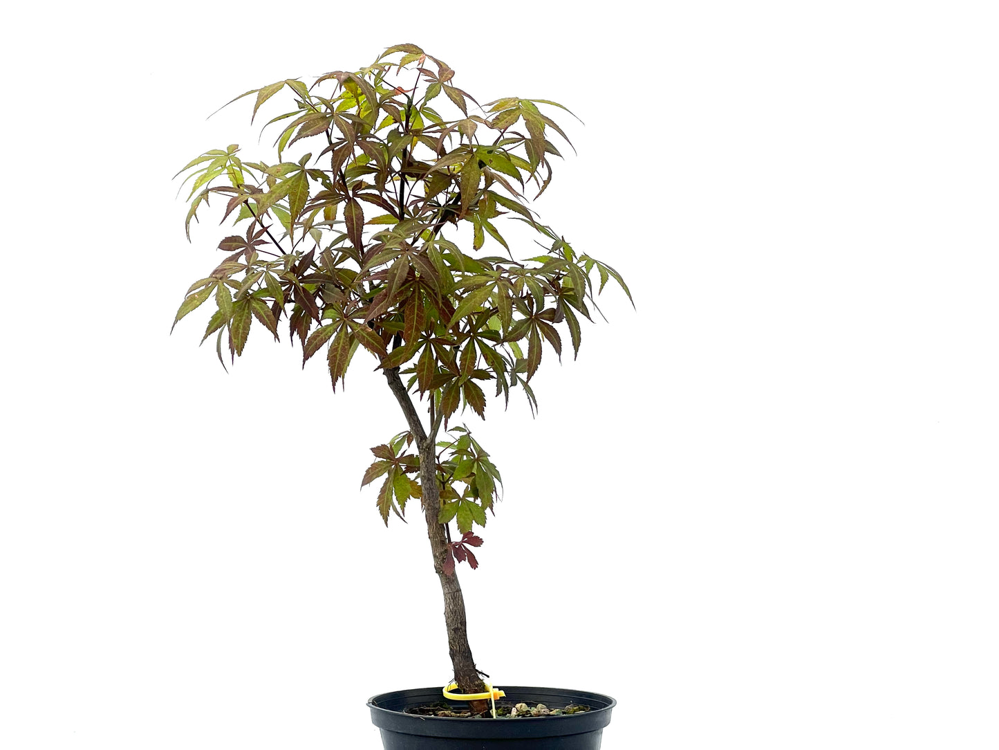 Arce Palmatum Atropurpureum 2465