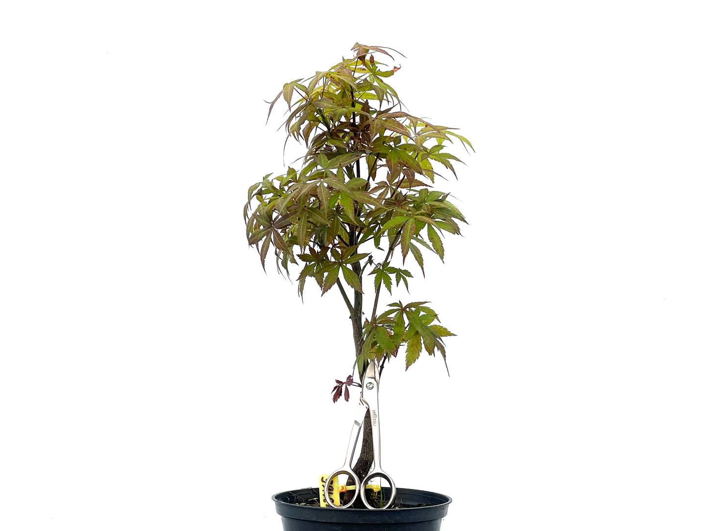 Arce Palmatum Atropurpureum 2465