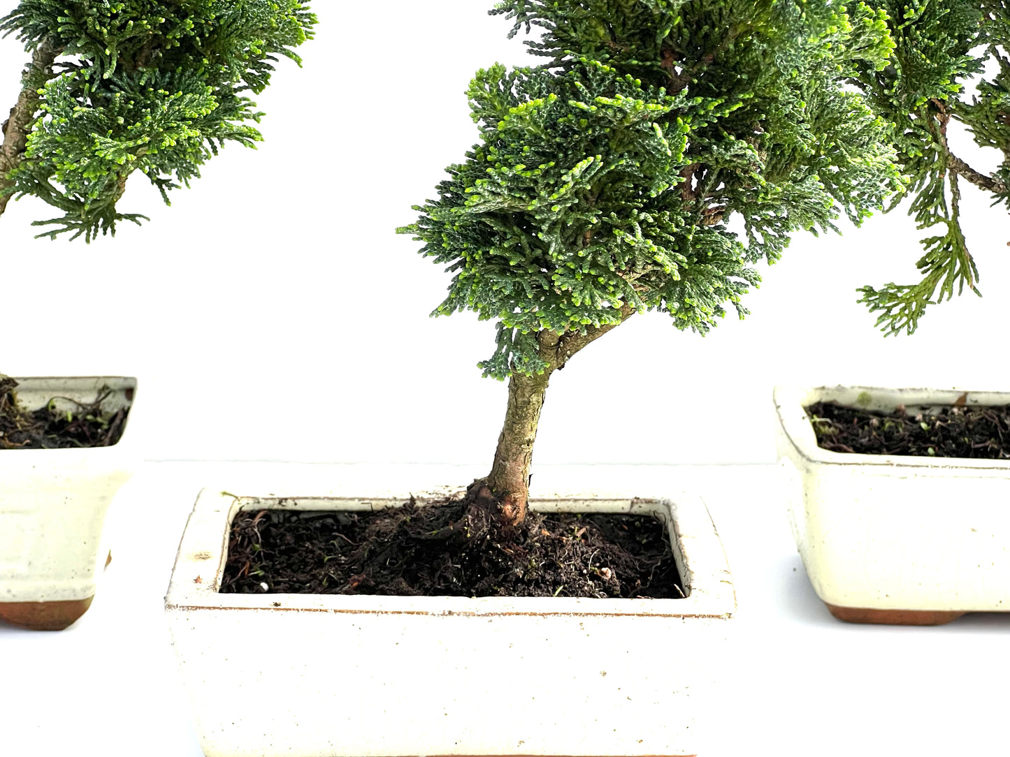 Chamaecyparis Obtusa Nana 15 cm (aleatorio)