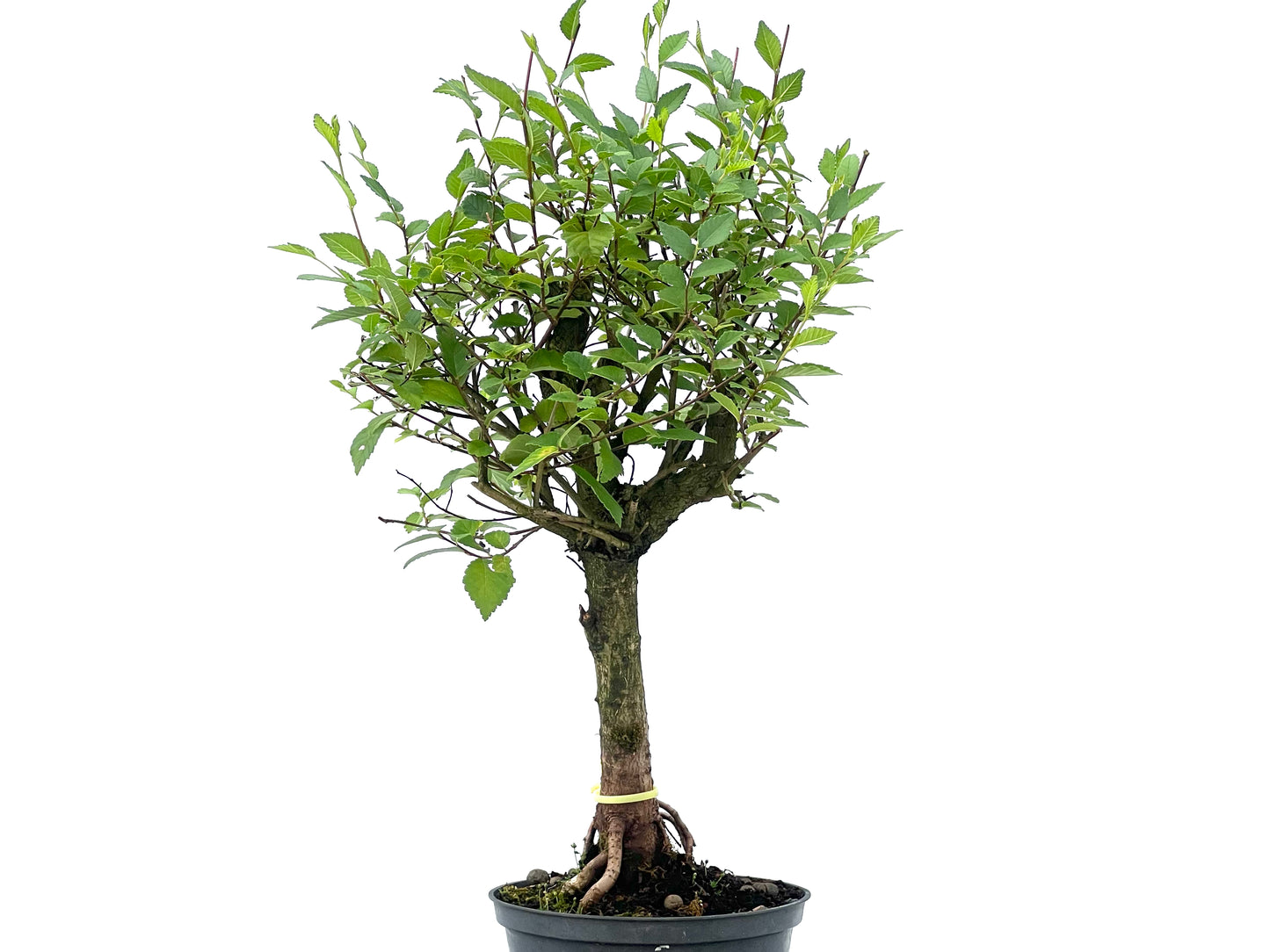 Olmo Minor 2478