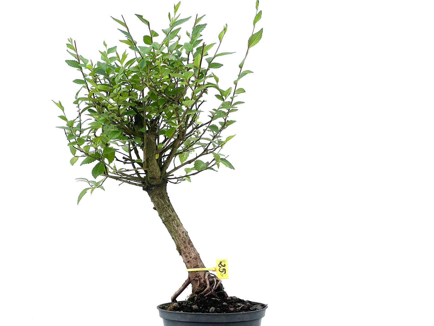 Olmo Minor 2478