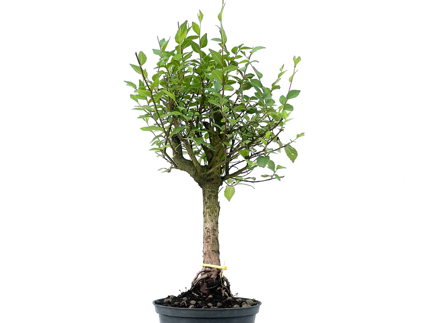 Olmo Minor 2478