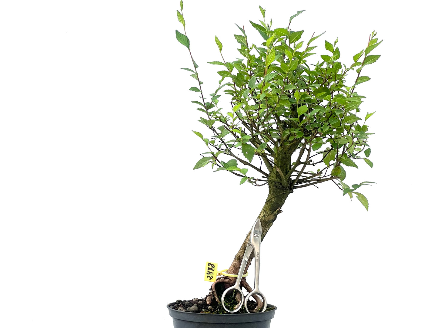Olmo Minor 2478
