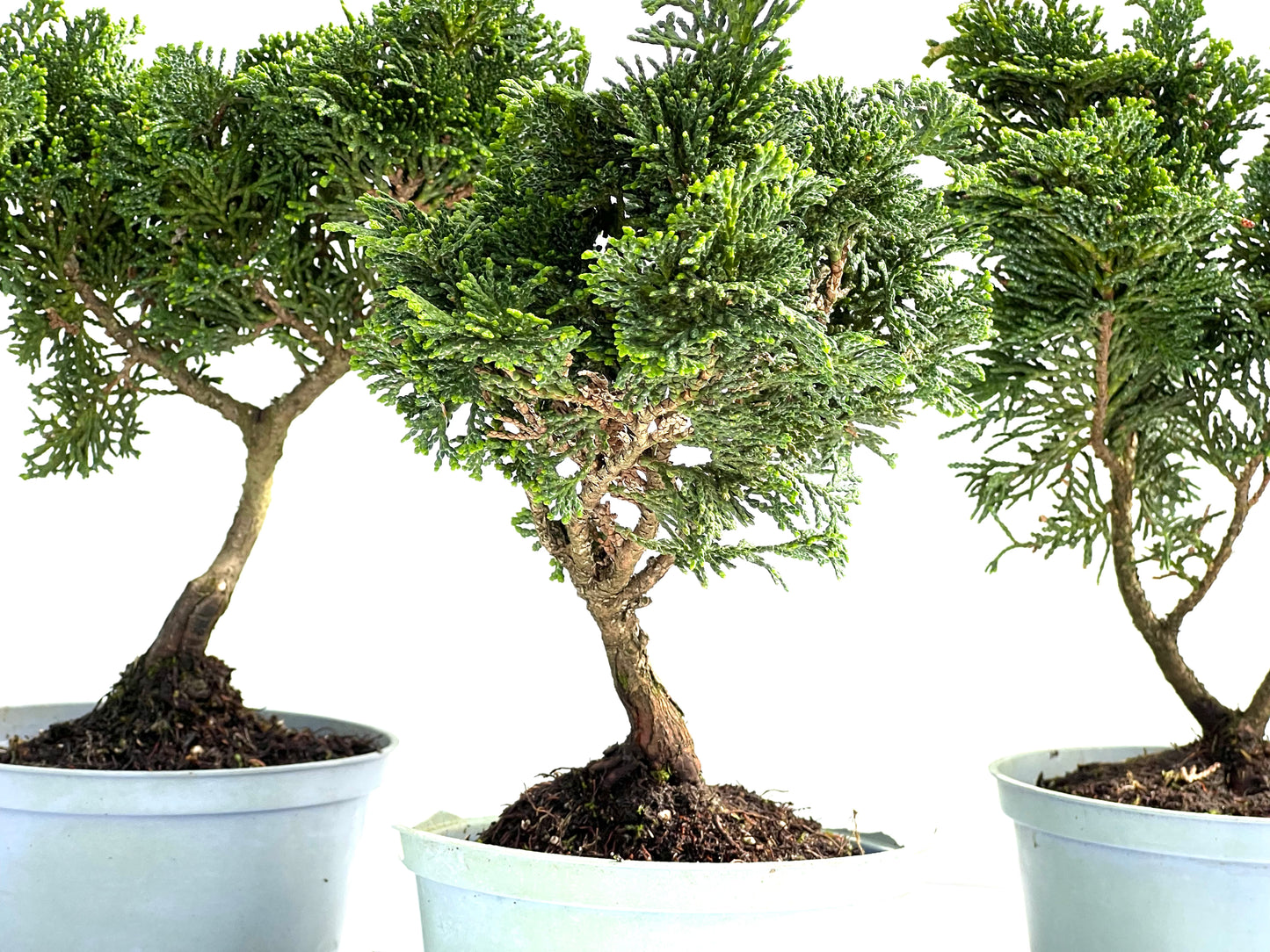 Chamaecyparis Obtusa Nana 14 cm (aleatorio)